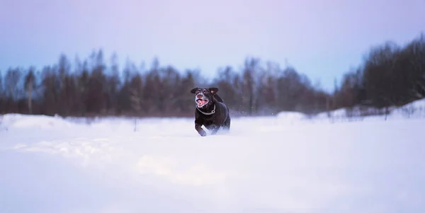 Beautiful chocolate labrador retriever posing outside at winter. Labrador in the snow.