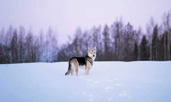 Πορτρέτο του Happy μπάσταρδου σκύλου τρέξιμο και κοιτάζοντας την κάμερα σε ένα χειμερινό χωράφι στο λυκόφως. — Φωτογραφία Αρχείου