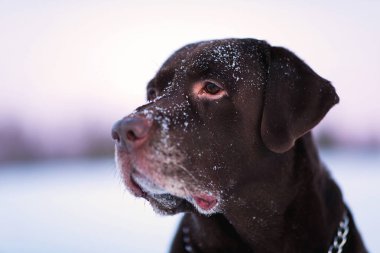 Güzel çikolata labrador retriever kışın dışında poz. Karda Labrador.