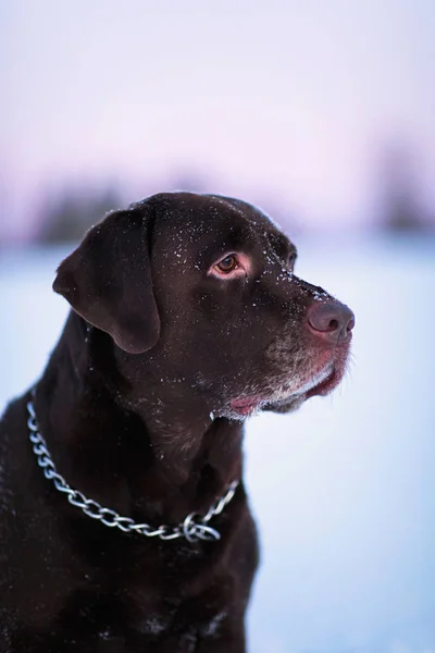 Beautiful chocolate labrador retriever posing outside at winter. Labrador in the snow.