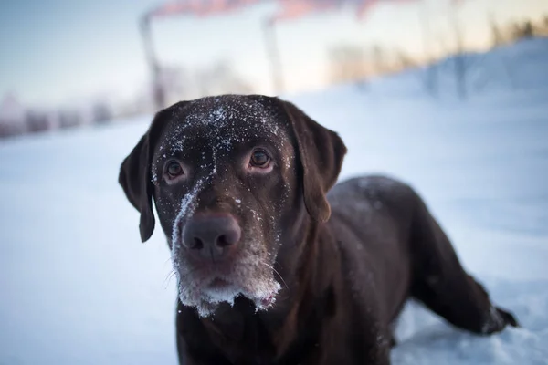 Beautiful chocolate labrador retriever posing outside at winter. Labrador in the snow.