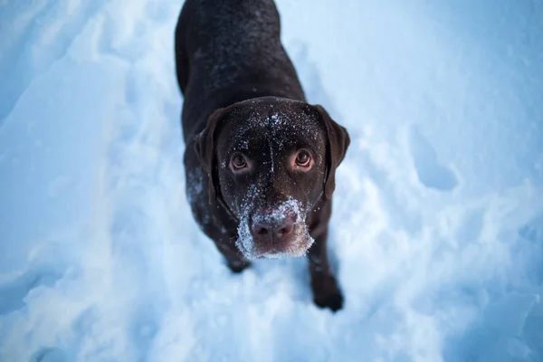 Beautiful chocolate labrador retriever posing outside at winter. Labrador in the snow.