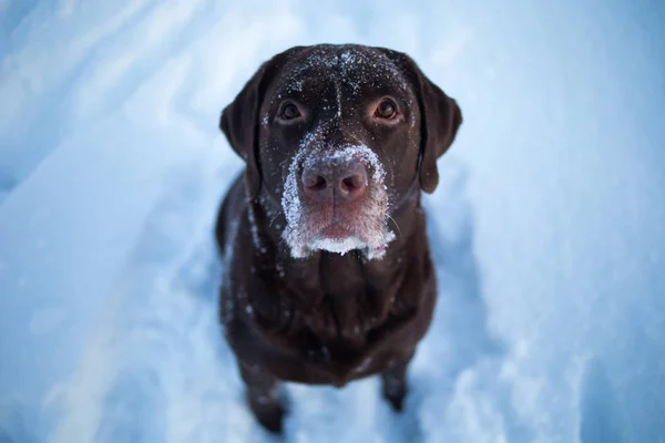 Beautiful chocolate labrador retriever posing outside at winter. Labrador in the snow.