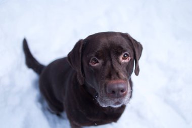 Çikolata labrador retriever köpek karda oturan