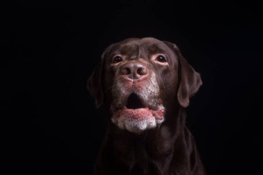 Siyah arka plan üzerinde izole kahverengi çikolata labrador retriever köpek Yüz portresi. Köpek yakın yüz.