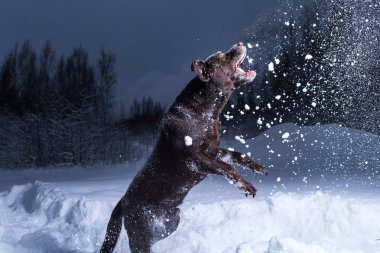 Çikolata labrador retriever köpek karda atlama