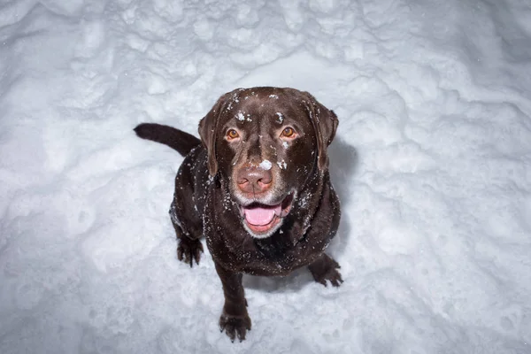 Chocolate labrador retriever dog sitting in the snow