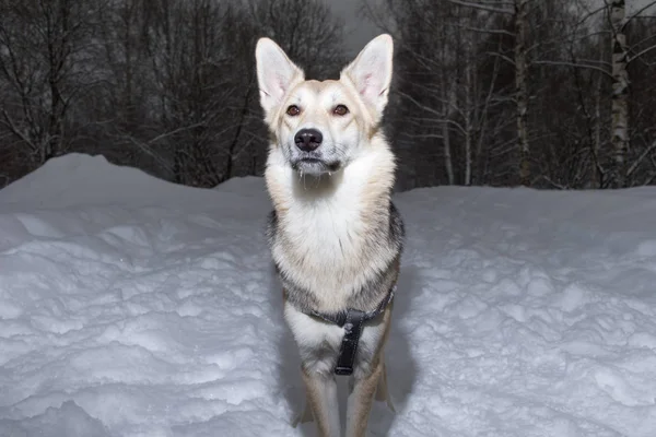 Cão misto da raça fora no prado de inverno — Fotografia de Stock