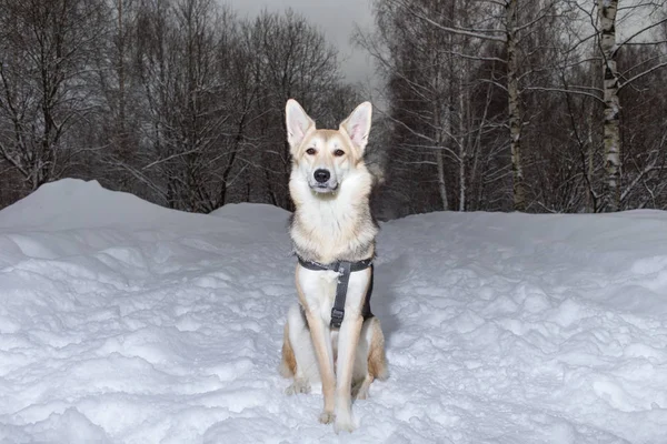 Mezcla de raza perro fuera en invierno prado — Foto de Stock