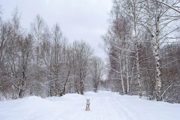 Пес смешанной породы на зимнем лугу — стоковое фото