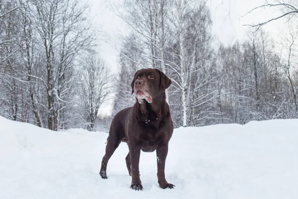 Chocolate labrador retriever dog standing in the snow