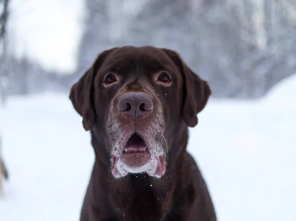 Chocolate labrador retriever dog sitting in the snow