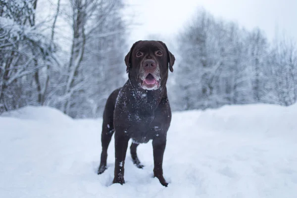 Chocolate labrador retriever dog standing in the snow