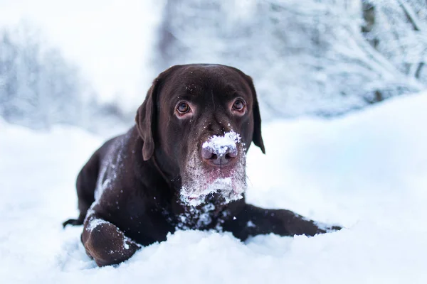 Schoko-Labrador-Retriever-Hund liegt im Schnee — Stockfoto