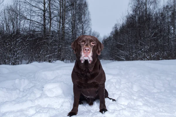 Chocolate labrador retriever dog sitting in the snow