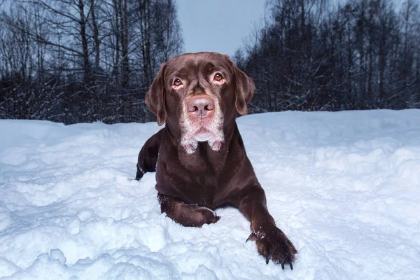 Chocolate labrador retriever dog lying in the snow