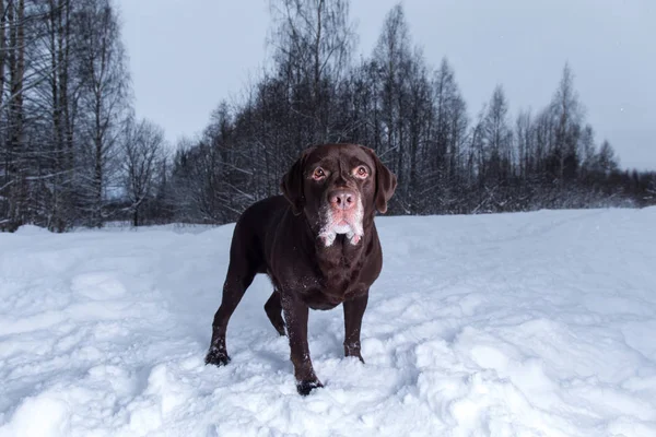 Chocolate labrador retriever dog standing in the snow