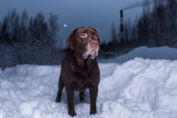 Chocolate labrador retriever dog standing in the snow