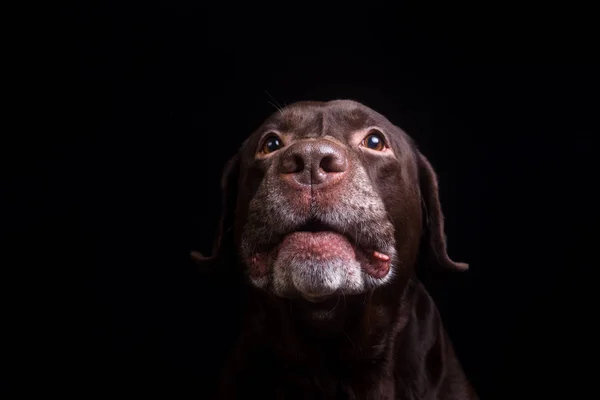 Gezicht portret van bruine chocolade Labrador Retriever hond geïsoleerd op zwarte achtergrond. Hond gezicht close-up. — Stockfoto