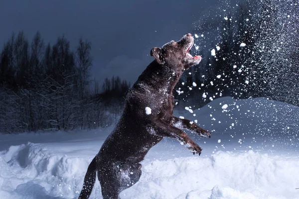 Chocolate labrador retriever dog jumping in the snow