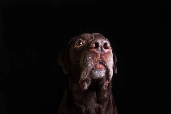 Retrato facial de chocolate marrom labrador retriever cão isolado no fundo preto. Cão rosto de perto . — Fotografia de Stock
