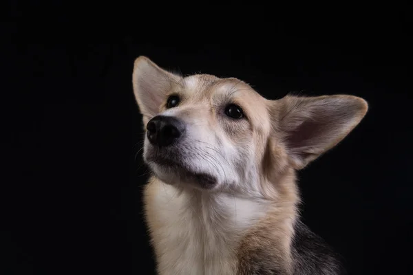 Retrato facial de cão de raça mista bonito isolado no fundo preto. Cão rosto de perto . — Fotografia de Stock