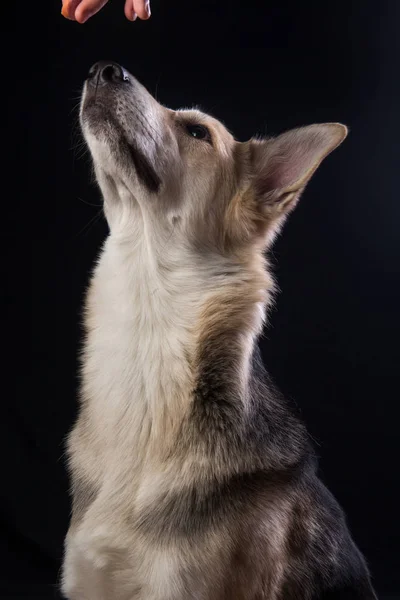 Портрет милої змішаної породи собаки ізольовано на чорному тлі. Собаче обличчя крупним планом . — стокове фото