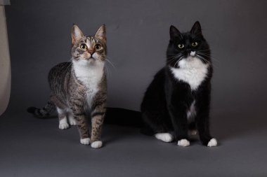 Stüdyoda gri arka planda siyah bir kedi ve gri renkli iki sevimli kedi portresi.