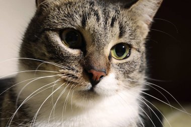 Çizgili şirin bir kedi yavrusunun yakın portresi.