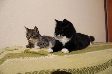 İki kedi yavrusu yeşil kanepede yatıyor. İç mekanda çekim