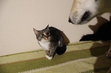 Çizgili kediyi kovalayan sevimli bir melez köpeğe bakın. İç mekan