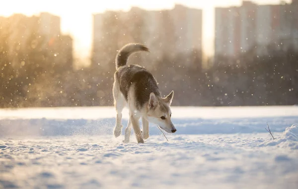 Στο ηλιοβασίλεμα ο σκύλος περπατάει σε ένα ίχνος. Χειμώνα. — Φωτογραφία Αρχείου