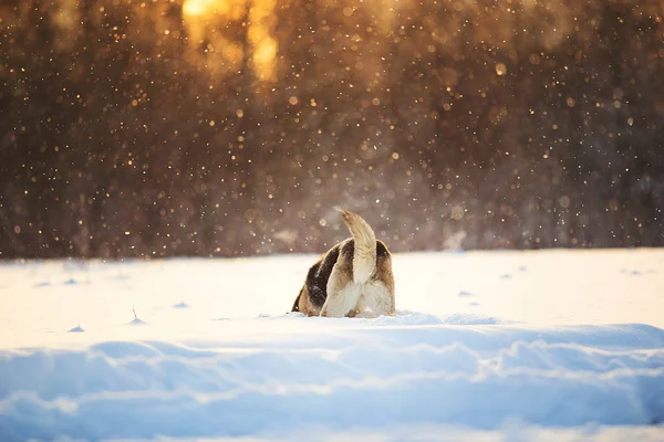 Au coucher du soleil, le chien marche sur une trace. Hiver . — Photo