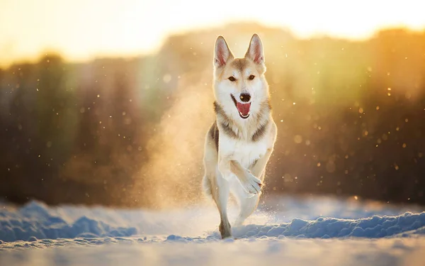 Retrato de un perro mestizo feliz paseando en el prado en invierno al atardecer — Foto de Stock