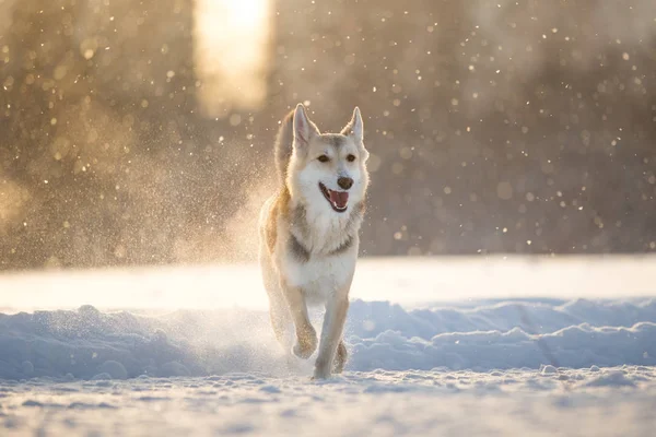 Retrato de um cão rafeiro feliz andando no prado no inverno no pôr do sol — Fotografia de Stock