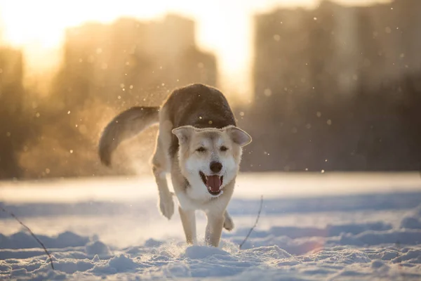 Gün batımında çayırda yürüyen mutlu bir kırma köpeğin portresi. — Stok fotoğraf