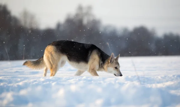 Gün batımında köpek iz üzerinde yürür. Kış. — Stok fotoğraf