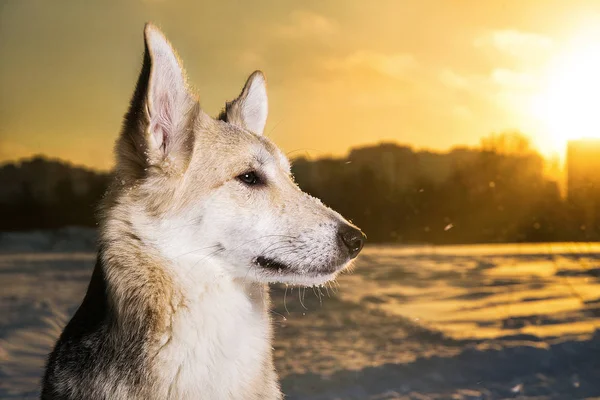 冬季散步杂交种狗的肖像 — 图库照片