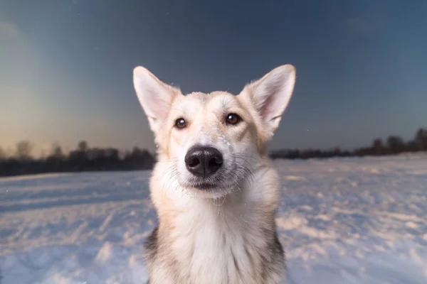 Porträtt av blandras hund på promenad på vintern — Stockfoto