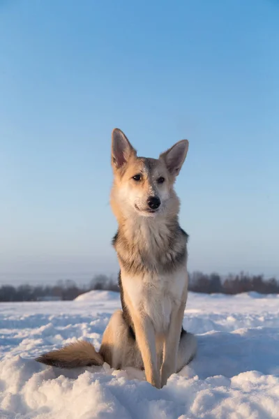 Aranyos korcs kutya ül a hóban, és a kamerába néz. — Stock Fotó
