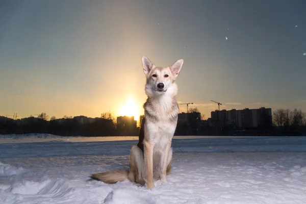 Lindo perro mestizo sentado en la nieve y mirando a la cámara — Foto de Stock