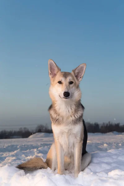 Cão mestiço bonito sentado na neve e olhando para a câmera — Fotografia de Stock