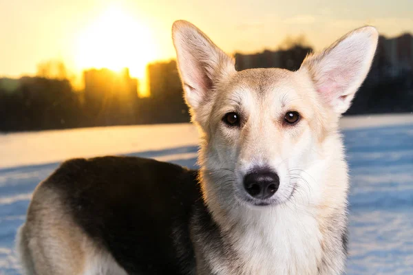 Портрет собаки смешанной породы во время прогулки зимой — стоковое фото
