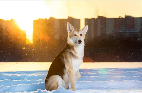 Cute mongrel dog sitting on snow and looking at camera — Stock Photo, Image