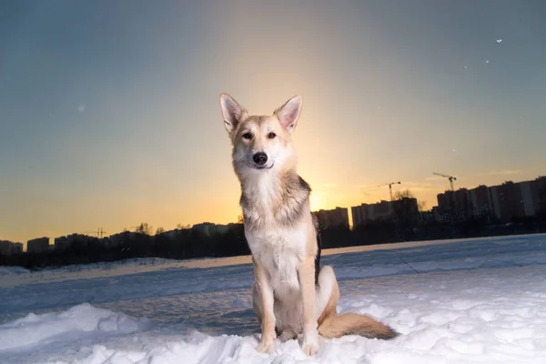 Niedlicher Mischlingshund sitzt auf Schnee und schaut in die Kamera — Stockfoto