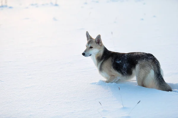 Vue sur le chien debout dans une dérive de neige — Photo