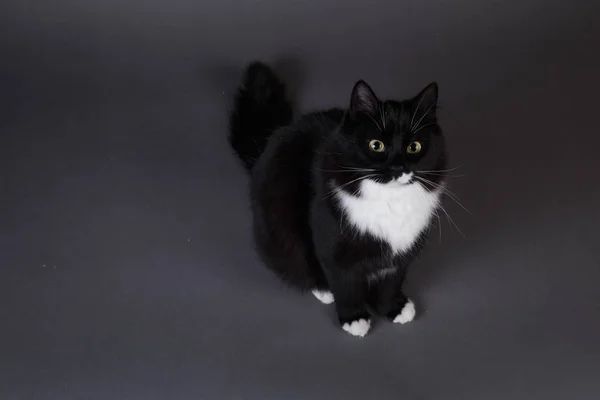 Retrato de dos gatitos lindos un gatito negro y gris despojado sobre fondo gris en el estudio —  Fotos de Stock