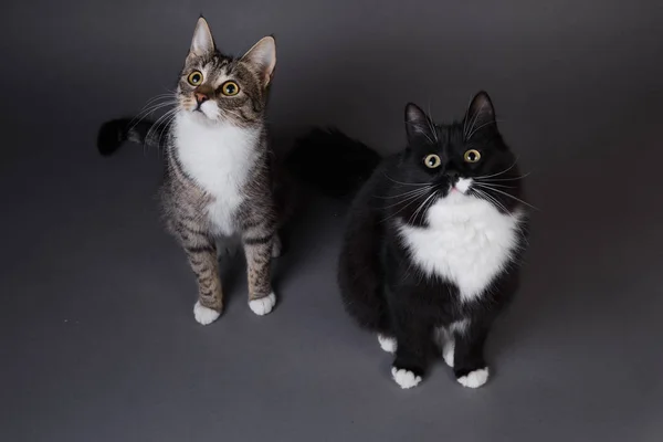Retrato de dos gatitos lindos un gatito negro y gris despojado sobre fondo gris en el estudio —  Fotos de Stock