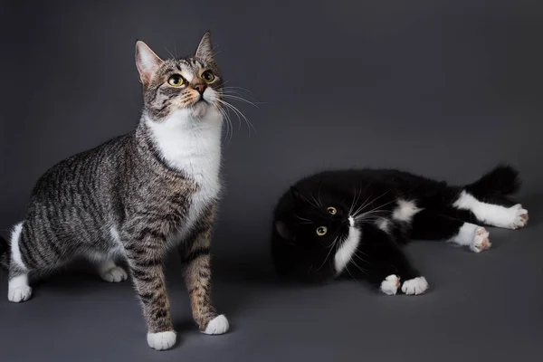 스튜디오의 회색 배경에서 벗어 버린 두 마리의 귀여운 새끼 고양이와 회색 고양이의 사진 — 스톡 사진
