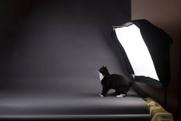 Retrato de gatinho cinza no fundo cinza no estúdio — Fotografia de Stock